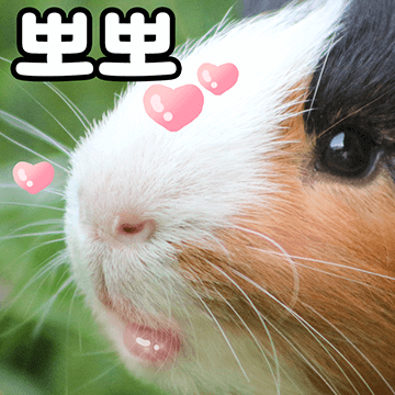 당돌한 기니피그씨들