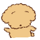 푸들짝..!