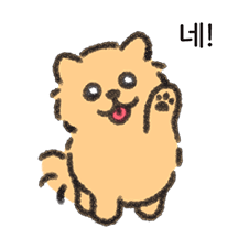 아기 포메라니안 보들이