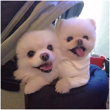 내 작고 사랑스런 루퐁이