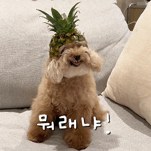미소아라티티의 멍뭉미 가득한 일상