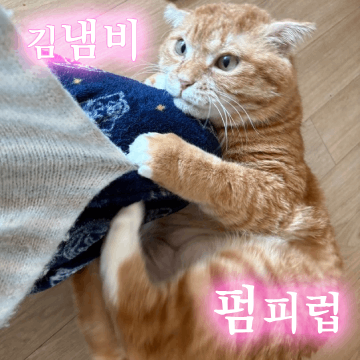 냄얼굴공화국 김냄비