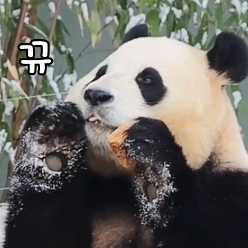 푸바오는 우리 언니 (바오패밀리)