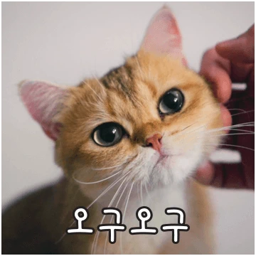 귀여워서 심쿵! 그루밍데이
