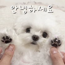 이모티콘 프리뷰