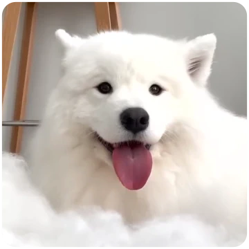 우주최강 귀여운 우리가 왔다! 모카우유