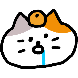 귤냥이