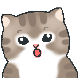 찐냥이