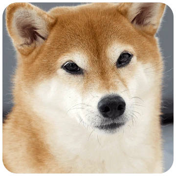 새침시바 쪼곰이