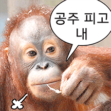 숭이 사진zip