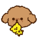 우리집댕댕이