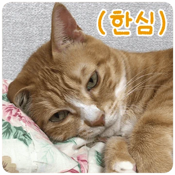아리랑은 진짜 고양이