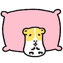 김니피그