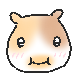 기니꿀꿀