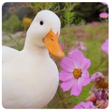 나는야 시티덕