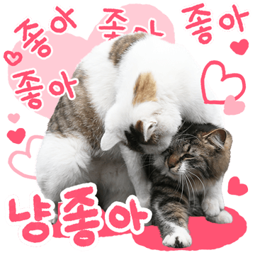사랑스런 냥냥이들