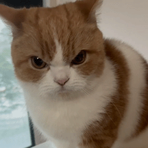 버찌는 참지 않아!