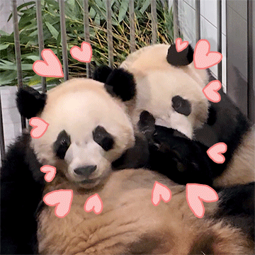 푸바오의 동생들 (바오패밀리)