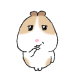 초코귀니피그