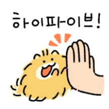 우리집 포메왕자 쿤이