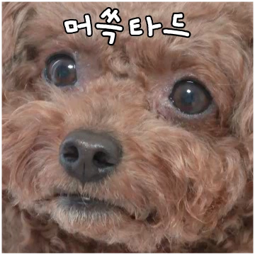 또 나온 몽자티콘
