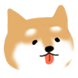 짧고 굵은 시바
