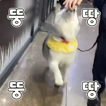 허스키 부끄의 부끄러운 일상