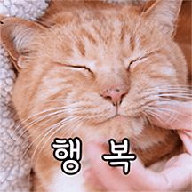 느긋한 고양이 버찌의 귀여운 하루 3