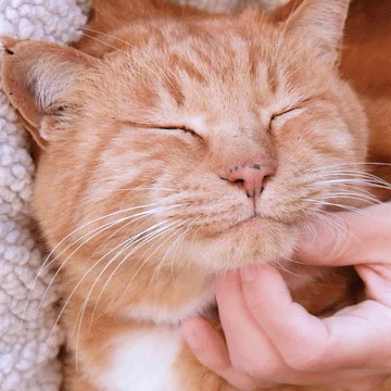 느긋한 고양이 버찌의 귀여운 하루 3