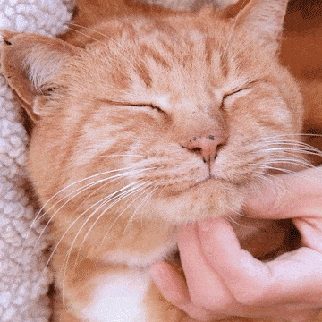 느긋한 고양이 버찌의 귀여운 하루 3