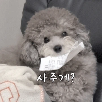 어쩔밍순 저쩔개순 #개밍순