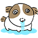 동태눈 시츄
