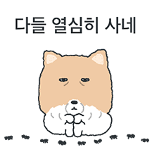 누가 봐도 티벳여우