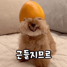 미소아라티티의 멍뭉미 가득한 하루