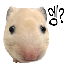 어쩔햄스터