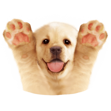 좋아좋아개좋아