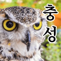 부엉이올빼미 말말말