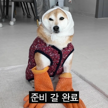 돌아온 내향견 시바견 옥지