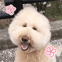 왕크니까 왕귀여운 사월이(천재견 사월이)