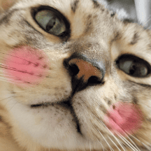 고양이 말말말 2