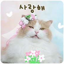 웃긴 똥고양이 짤 모음