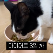 이모티콘 프리뷰