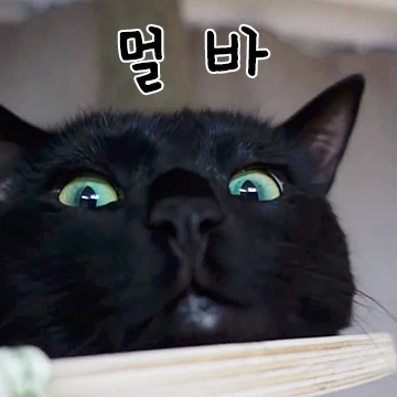 맑눈묘 다홍이 짤묘티콘