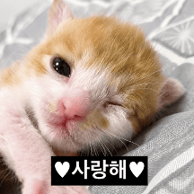 마 니 뚱뚱까스 아나?