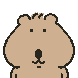 쿽카