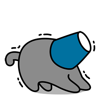그레이 고양이야 13