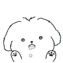 그냥 말티즈 솜콩