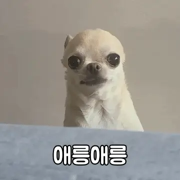 찌기대기의 움짤세상