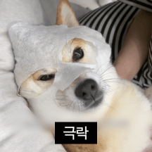 내향적인 고집쟁이 시바견 옥지