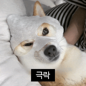 내향적인 고집쟁이 시바견 옥지